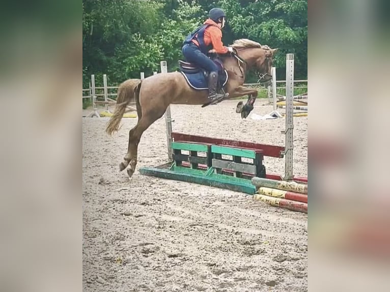 Belgische Rijpony Merrie 5 Jaar 140 cm Lichtbruin in Trooz