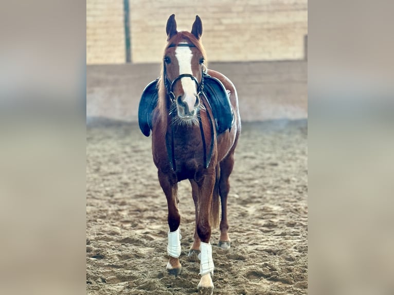 Belgische Rijpony Merrie 5 Jaar 145 cm Vos in Saarbrücken