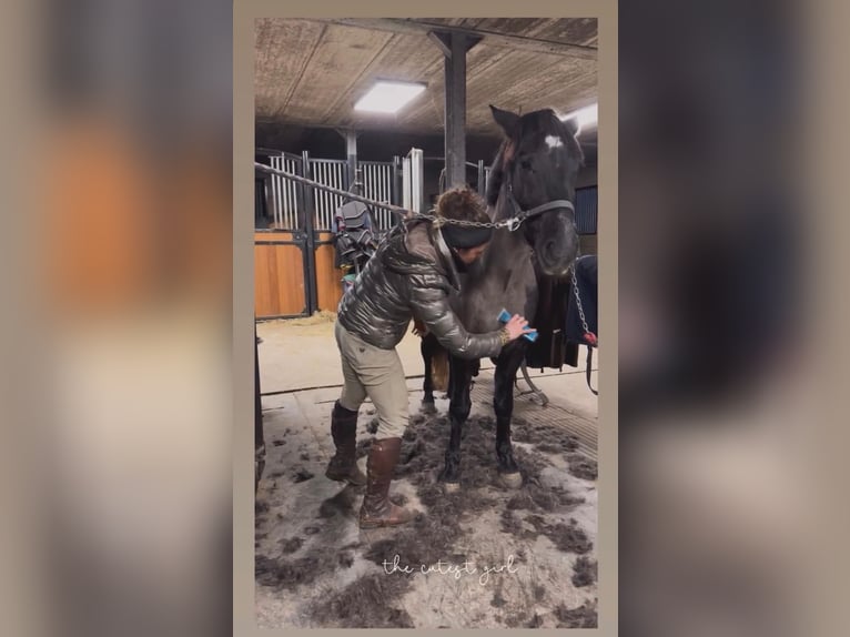Belgische Rijpony Merrie 5 Jaar 145 cm Zwartschimmel in Sprimont
