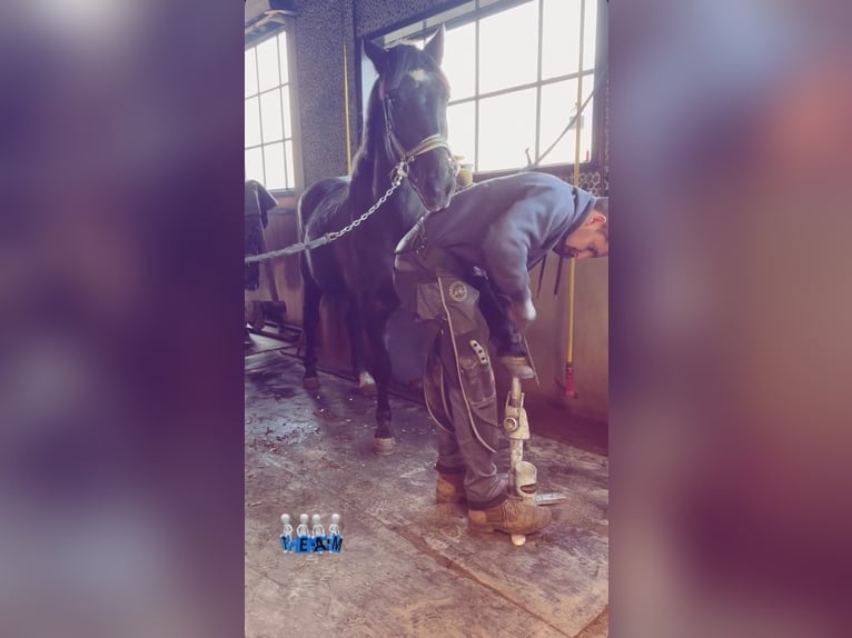 Belgische Rijpony Merrie 5 Jaar 145 cm Zwartschimmel in Sprimont