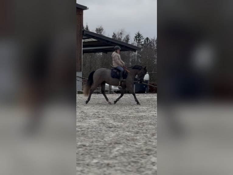 Belgische Rijpony Merrie 5 Jaar 145 cm Zwartschimmel in Sprimont