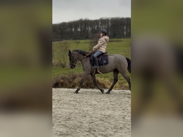 Belgische Rijpony Merrie 5 Jaar 145 cm Zwartschimmel in Sprimont