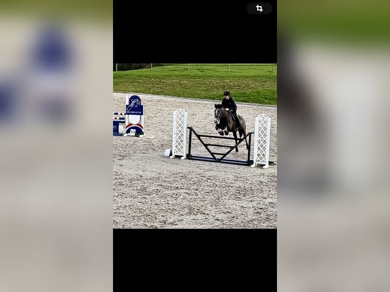 Belgische Rijpony Merrie 5 Jaar 147 cm Schimmel in Trooz