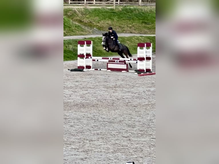 Belgische Rijpony Merrie 5 Jaar 147 cm Schimmel in Trooz