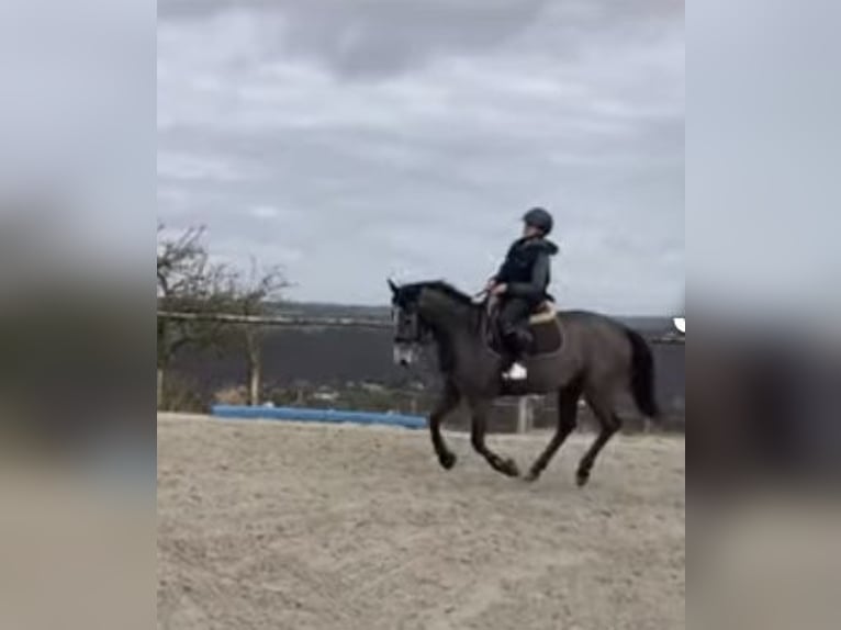 Belgische Rijpony Merrie 5 Jaar 147 cm Schimmel in Trooz