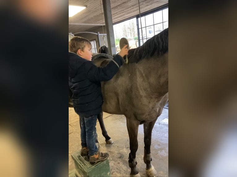 Belgische Rijpony Merrie 5 Jaar 147 cm Schimmel in Trooz