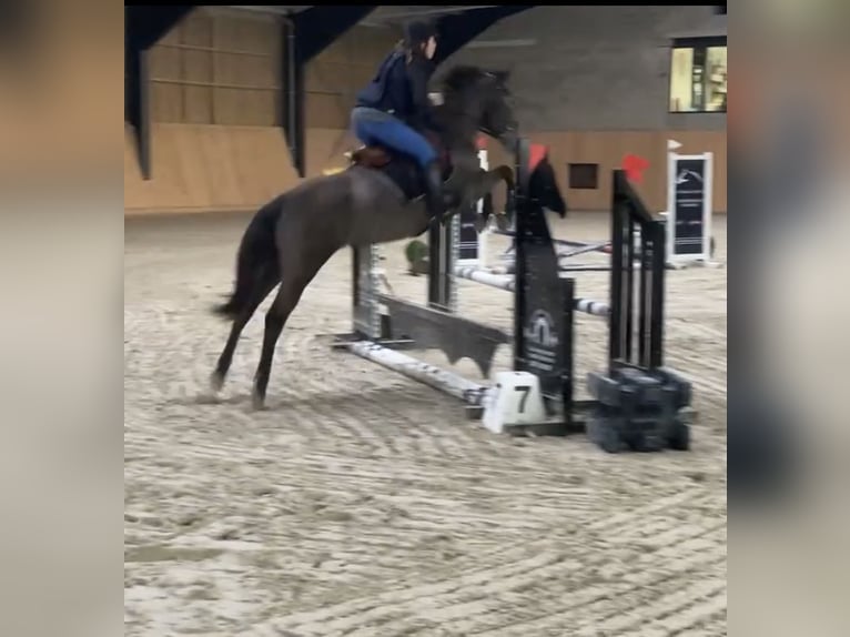 Belgische Rijpony Merrie 5 Jaar 147 cm Schimmel in Trooz