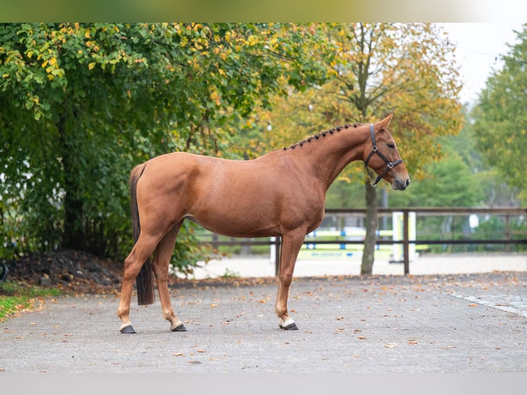 Belgische Rijpony Merrie 5 Jaar 147 cm Vos in Kaulille