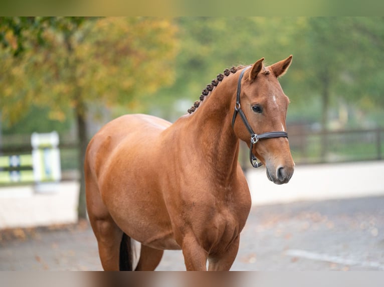 Belgische Rijpony Merrie 5 Jaar 147 cm Vos in Kaulille