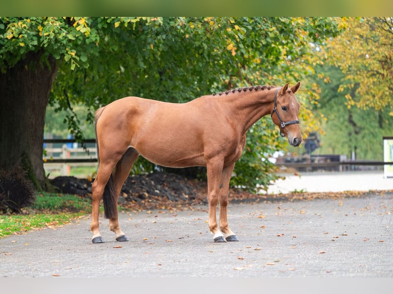 Belgische Rijpony Merrie 5 Jaar 147 cm Vos in Kaulille