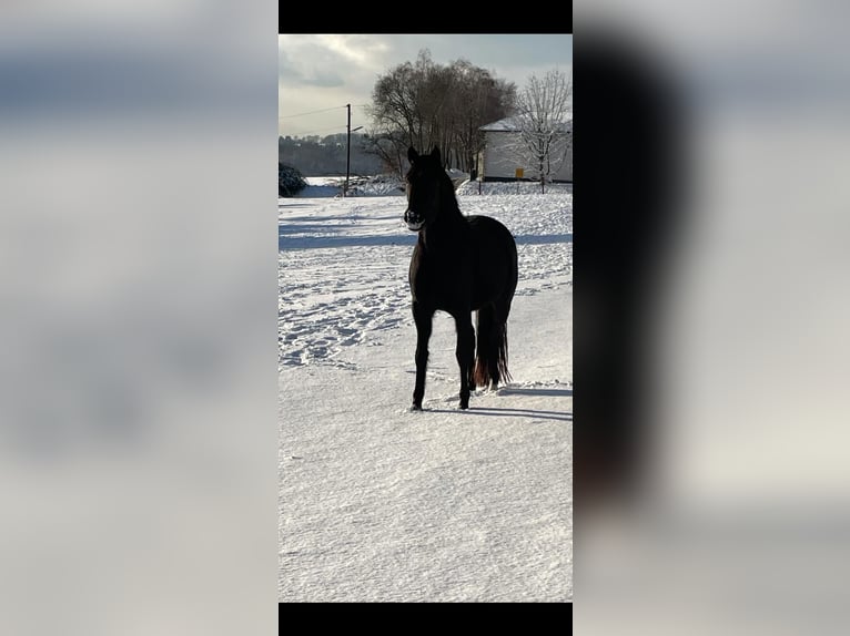 Belgische Rijpony Merrie 5 Jaar 150 cm Zwart in Lindlar