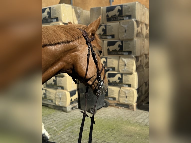 Belgische Rijpony Merrie 5 Jaar 154 cm Vos in HückelhovenBrachelen