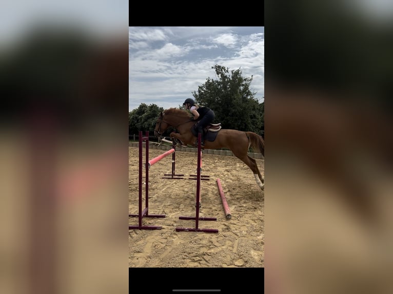 Belgische Rijpony Merrie 5 Jaar 154 cm Vos in HückelhovenBrachelen