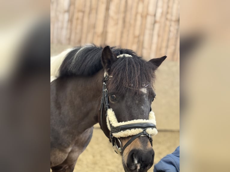 Belgische Rijpony Mix Merrie 6 Jaar 118 cm Gevlekt-paard in Olmscheid