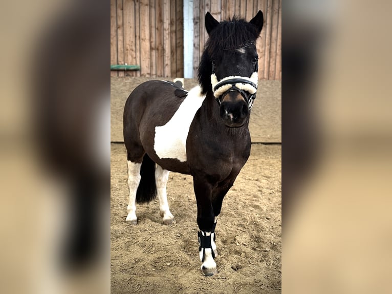 Belgische Rijpony Mix Merrie 6 Jaar 118 cm Gevlekt-paard in Olmscheid