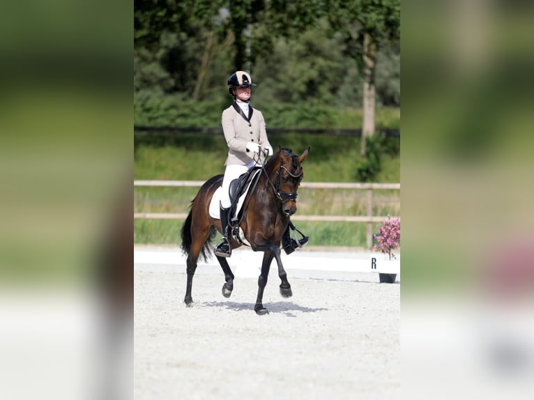 Belgische Rijpony Merrie 6 Jaar 140 cm Donkerbruin in Goch