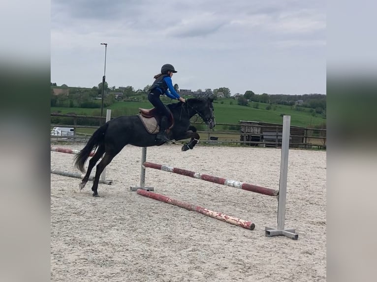 Belgische Rijpony Merrie 6 Jaar 147 cm Schimmel in Trooz