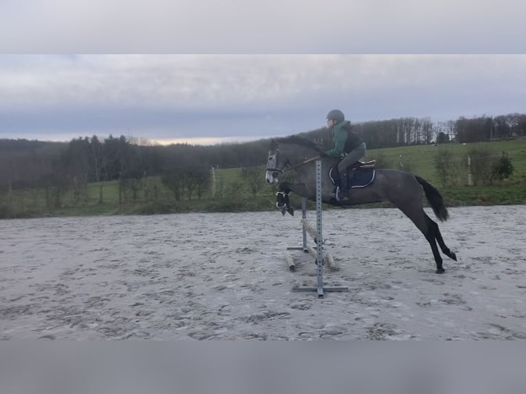 Belgische Rijpony Merrie 6 Jaar 147 cm Schimmel in Trooz