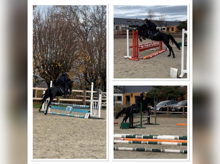 Belgische Rijpony Merrie 6 Jaar 148 cm Zwart in Li&#xE8;ge