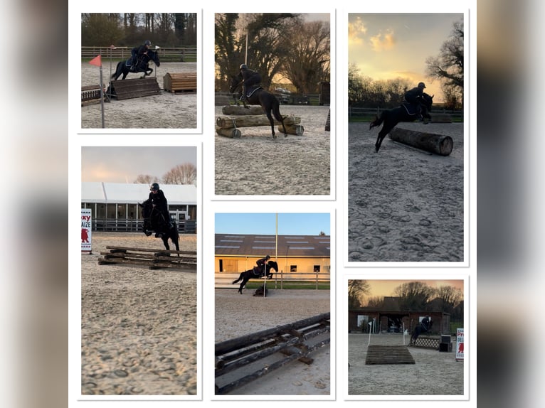 Belgische Rijpony Merrie 6 Jaar 148 cm Zwart in Li&#xE8;ge