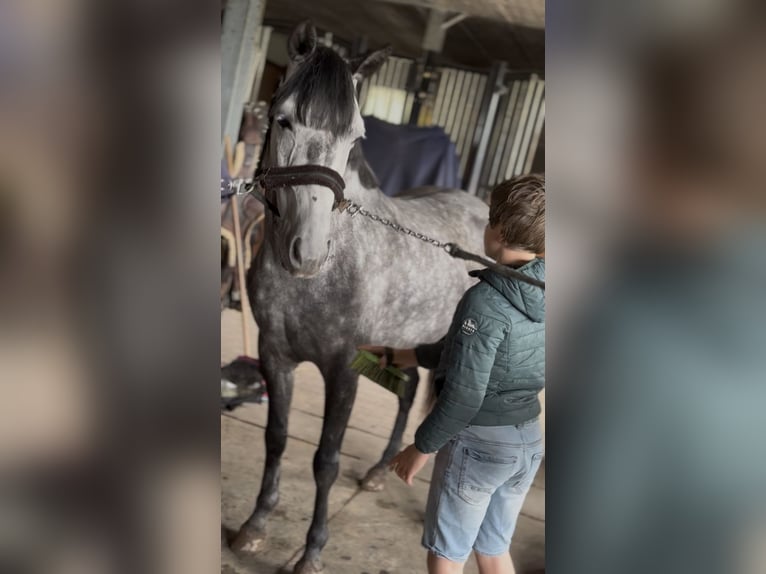 Belgische Rijpony Merrie 7 Jaar 143 cm Appelschimmel in Trooz