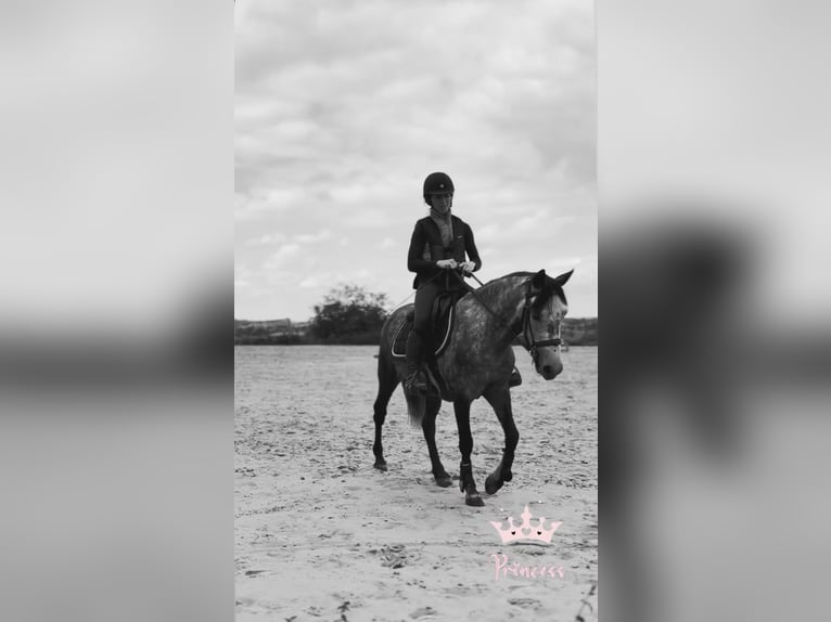 Belgische Rijpony Merrie 7 Jaar 143 cm Appelschimmel in Trooz