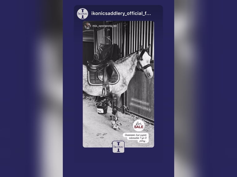 Belgische Rijpony Merrie 7 Jaar 143 cm Appelschimmel in Trooz