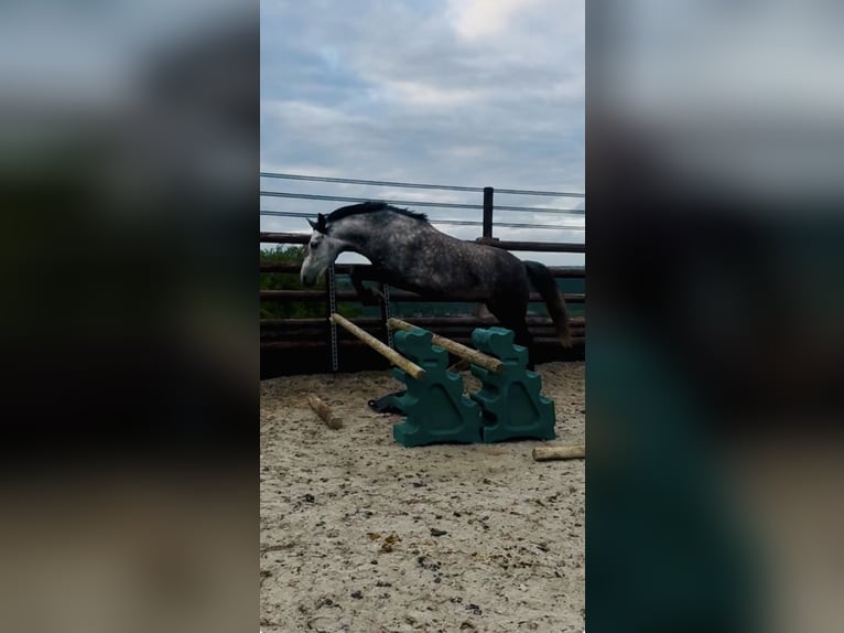 Belgische Rijpony Merrie 7 Jaar 143 cm Appelschimmel in Trooz