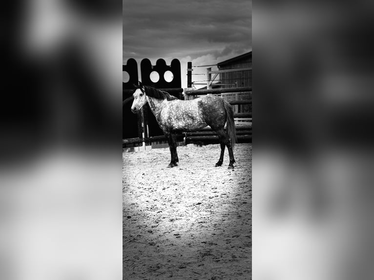 Belgische Rijpony Merrie 7 Jaar 143 cm Appelschimmel in Trooz