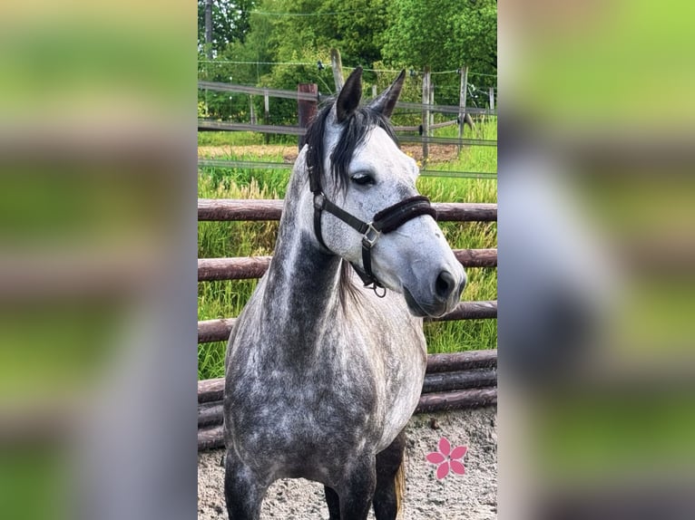 Belgische Rijpony Merrie 7 Jaar 143 cm Appelschimmel in Trooz