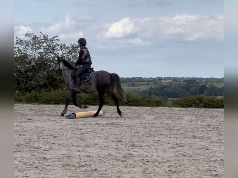 Belgische Rijpony Merrie 7 Jaar 143 cm Appelschimmel in Trooz