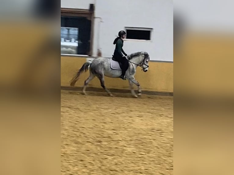 Belgische Rijpony Merrie 7 Jaar 143 cm Blauwschimmel in Remagen