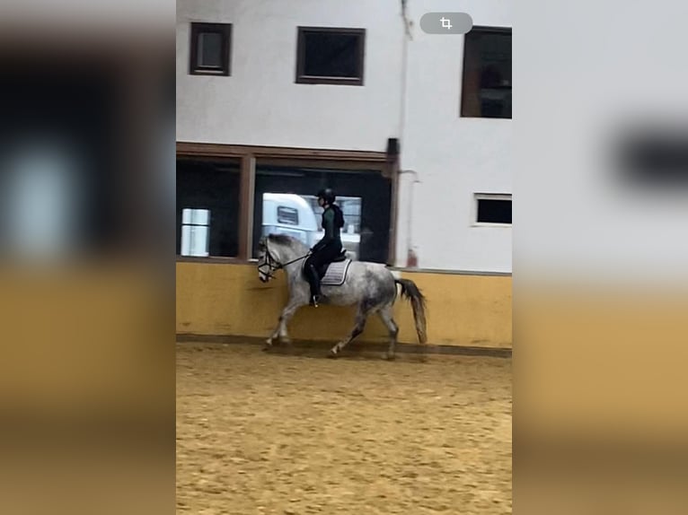 Belgische Rijpony Merrie 7 Jaar 143 cm Blauwschimmel in Remagen