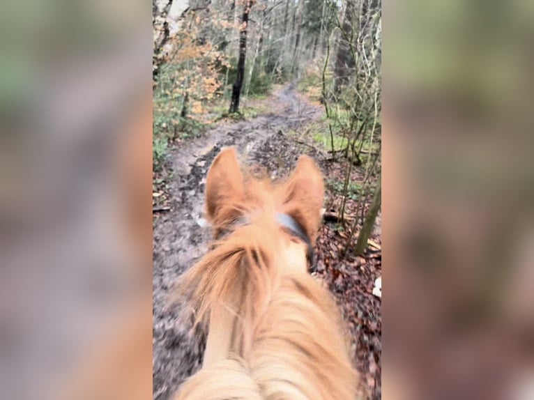 Belgische Rijpony Merrie 7 Jaar 144 cm Vos in LIEGE