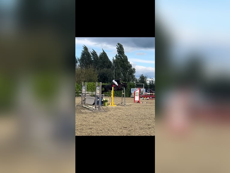 Belgische Rijpony Merrie 7 Jaar 144 cm Zwart in Aalst