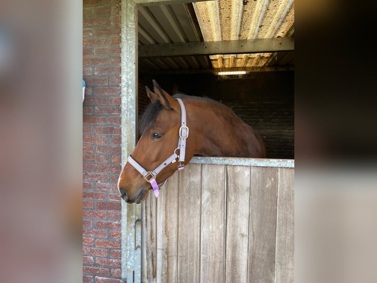 Belgische Rijpony Merrie 7 Jaar 145 cm Bruin in Arnemuiden