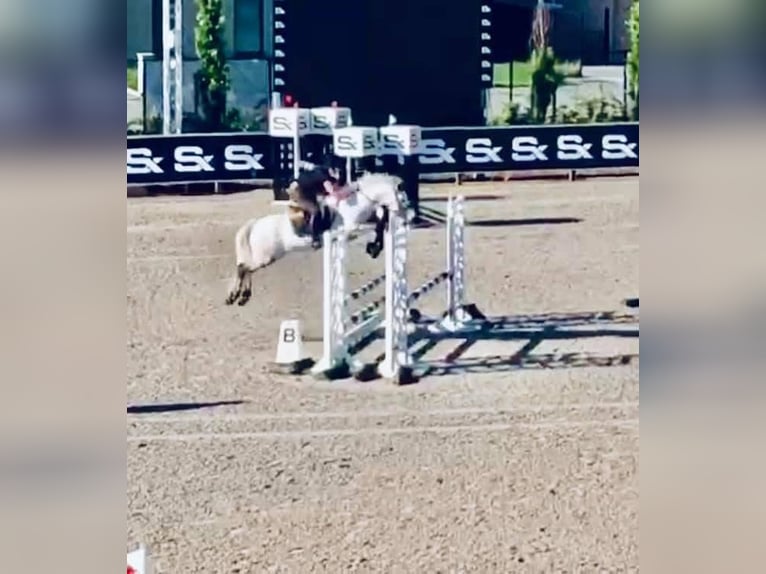 Belgische Rijpony Merrie 7 Jaar 145 cm Bruin in Liege