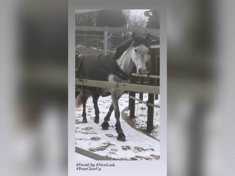 Belgische Rijpony Merrie 7 Jaar 145 cm Bruin in Liege