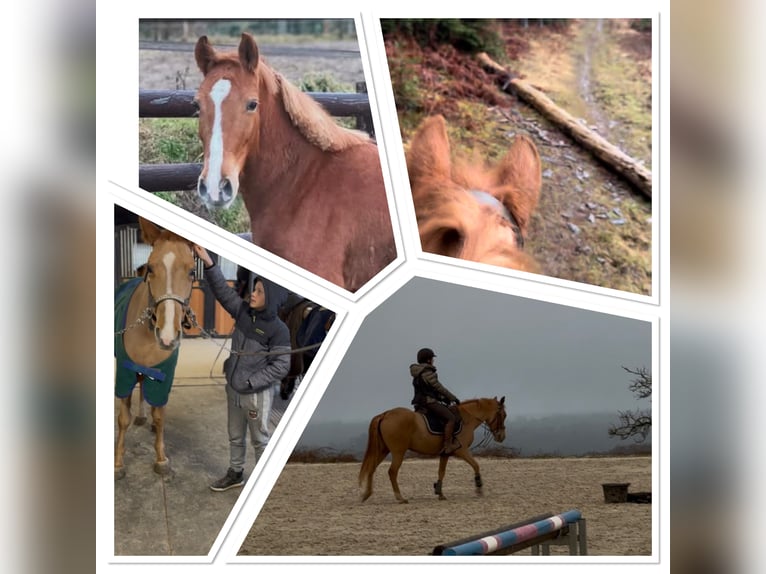 Belgische Rijpony Merrie 7 Jaar 145 cm Vos in LIEGE