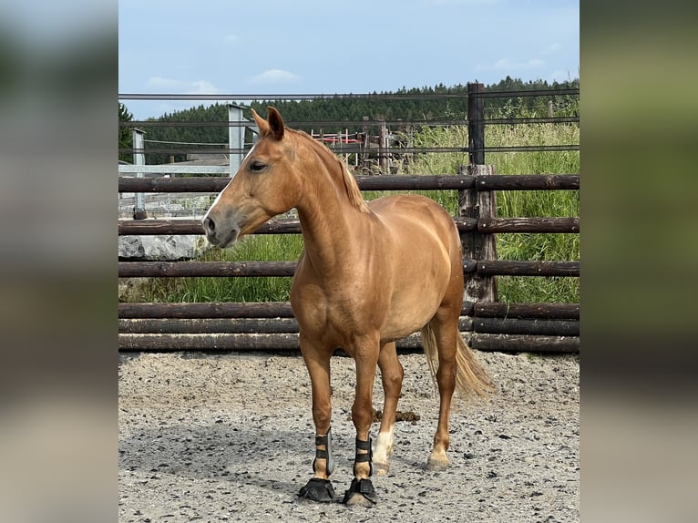 Belgische Rijpony Merrie 7 Jaar 145 cm Vos in LIEGE