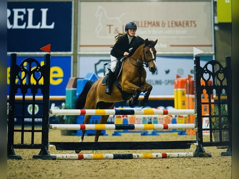 Belgische Rijpony Merrie 7 Jaar 146 cm Bruin in Stokrooie