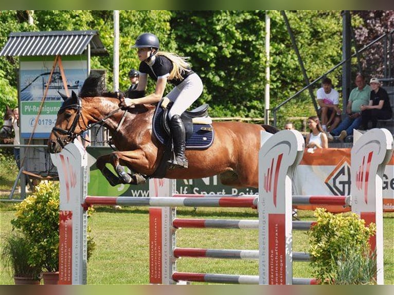 Belgische Rijpony Merrie 7 Jaar 148 cm Bruin in Verden (Aller)