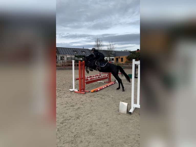 Belgische Rijpony Merrie 7 Jaar 148 cm Zwart in Liège