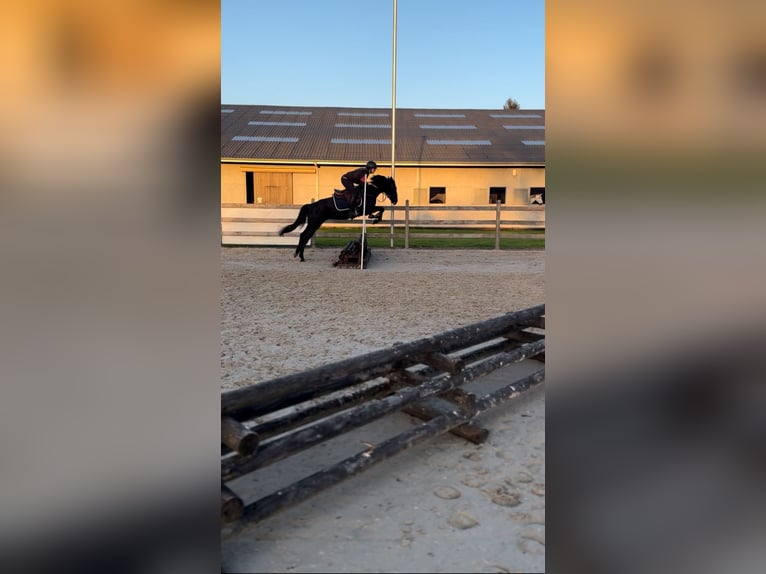Belgische Rijpony Merrie 7 Jaar 148 cm Zwart in Liège