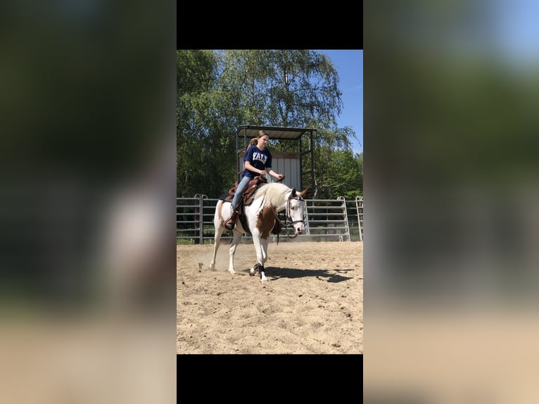 Belgische Rijpony Mix Merrie 8 Jaar 135 cm Overo-alle-kleuren in Achel