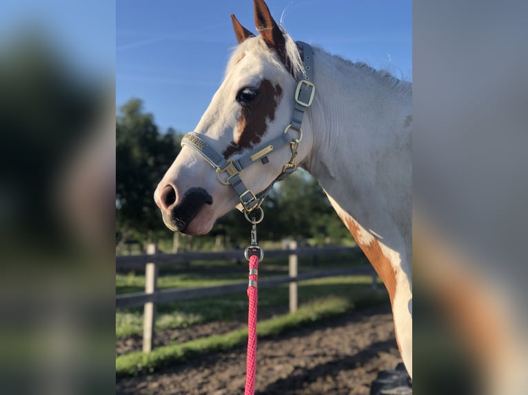 Belgische Rijpony Mix Merrie 8 Jaar 135 cm Overo-alle-kleuren in Achel