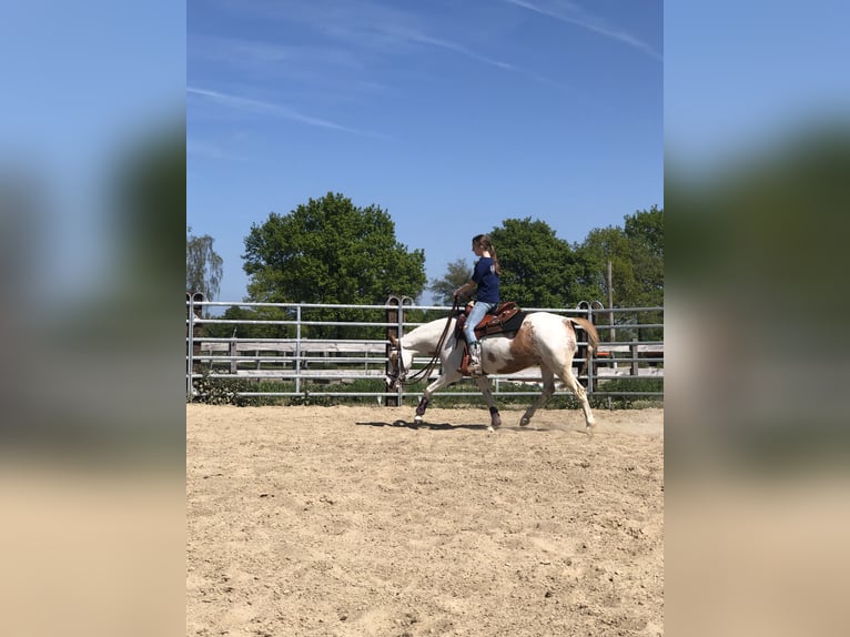 Belgische Rijpony Mix Merrie 8 Jaar 135 cm Overo-alle-kleuren in Achel