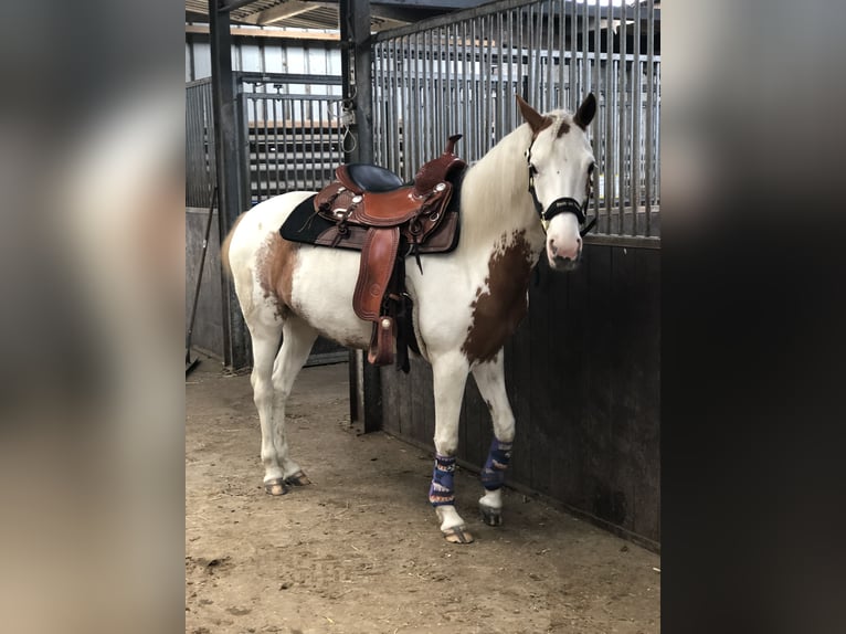 Belgische Rijpony Mix Merrie 8 Jaar 135 cm Overo-alle-kleuren in Achel