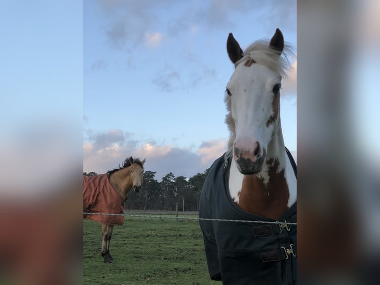 Belgische Rijpony Mix Merrie 8 Jaar 135 cm Overo-alle-kleuren in Achel