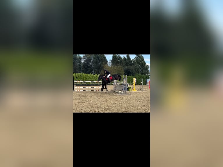 Belgische Rijpony Merrie 8 Jaar 144 cm Zwart in Aalst